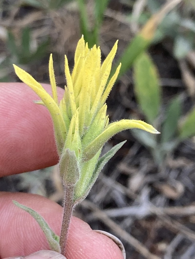 Peck's Indian Paintbrush photo 4