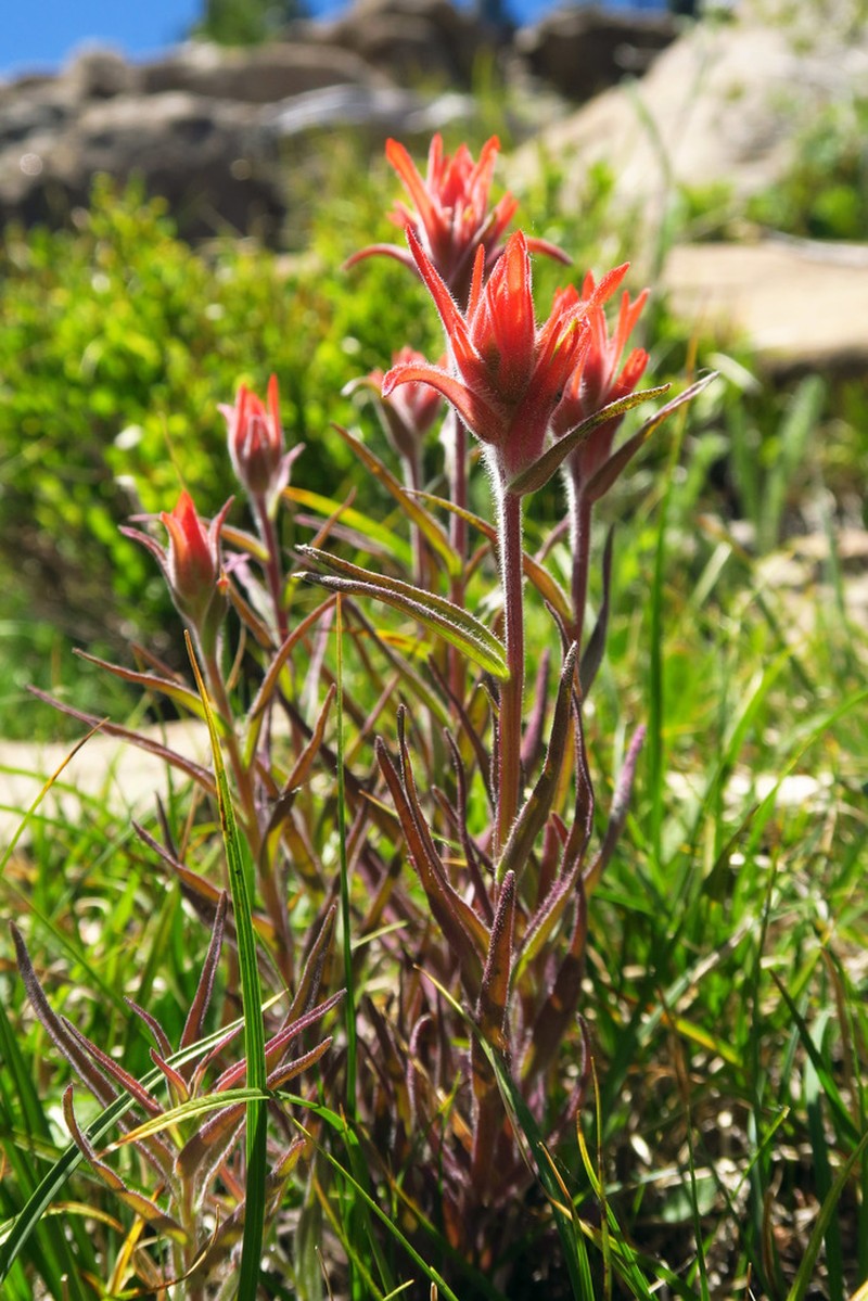 Peck's Indian Paintbrush photo 5