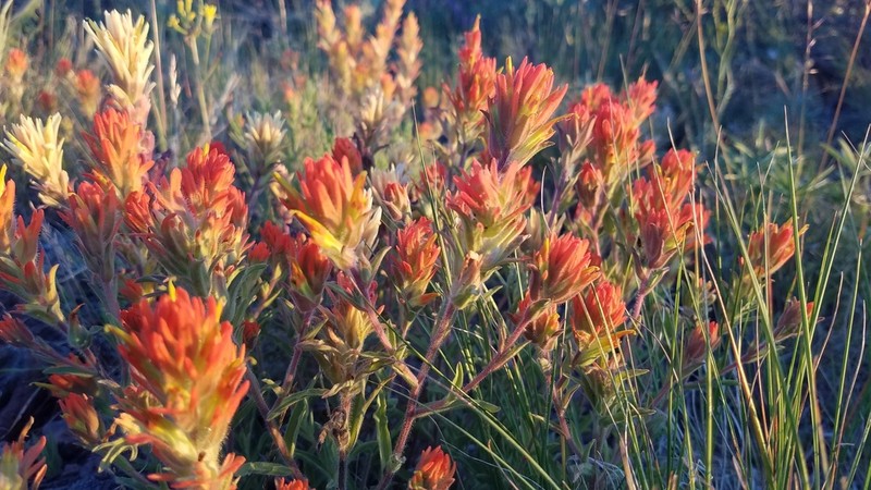 Peck's Indian Paintbrush photo 6