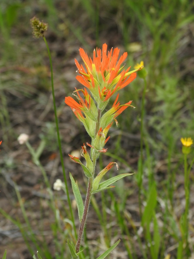 Peck's Indian Paintbrush photo 7
