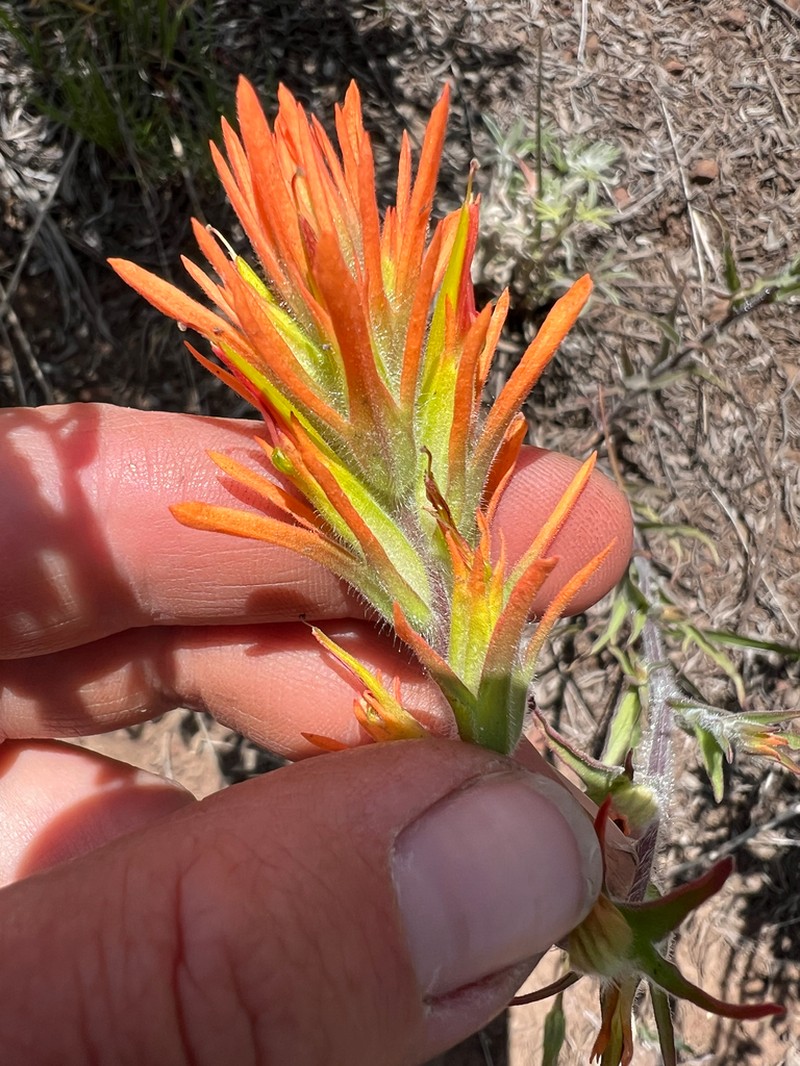 Peck's Indian Paintbrush photo 8