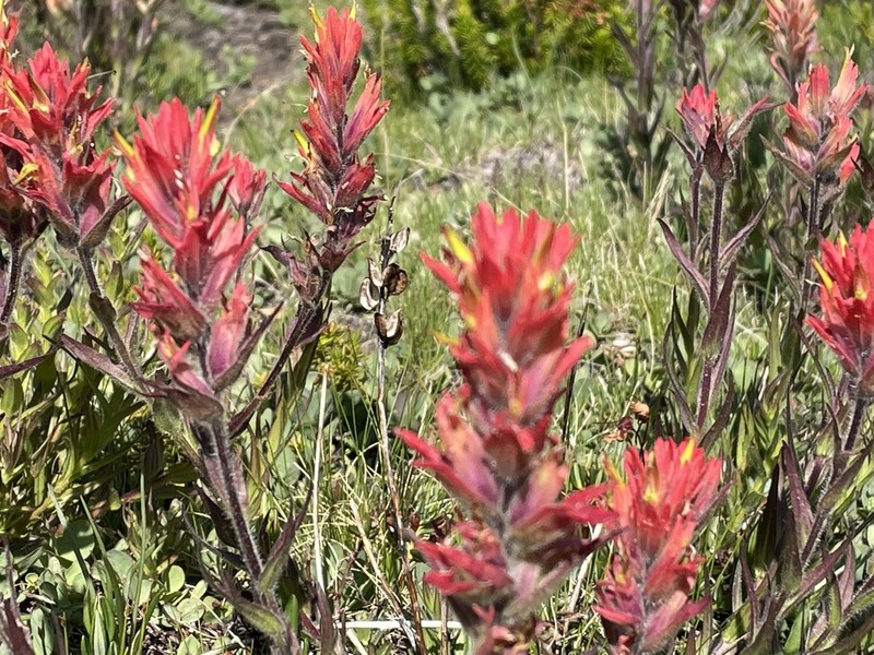 Castilleja peirsonii photo 2