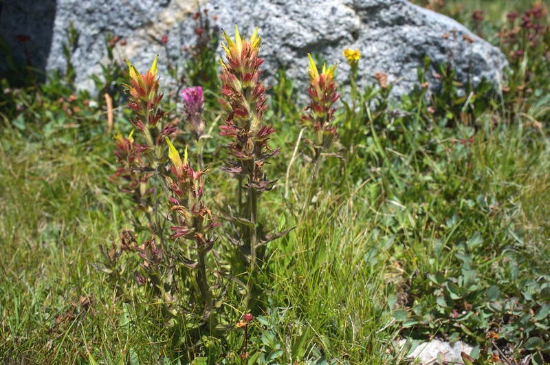Castilleja peirsonii photo 3