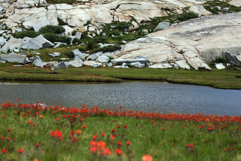 Castilleja peirsonii photo 4