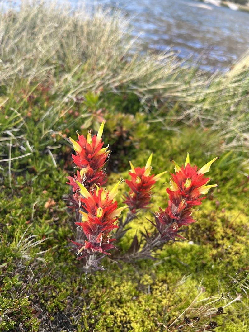 Castilleja peirsonii photo 5