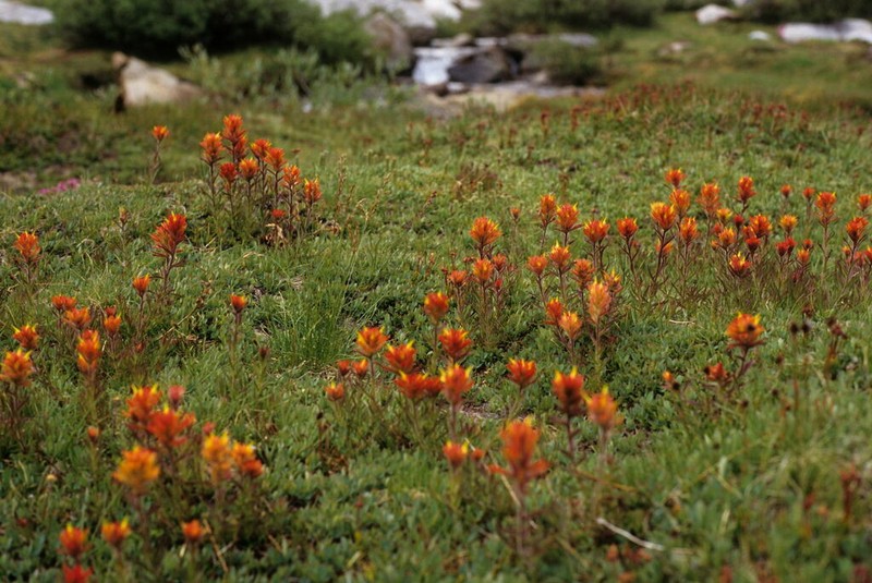 Castilleja peirsonii photo 6