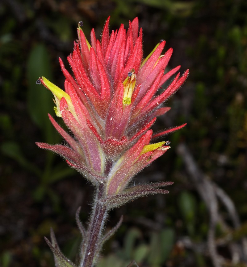 Castilleja peirsonii photo 7