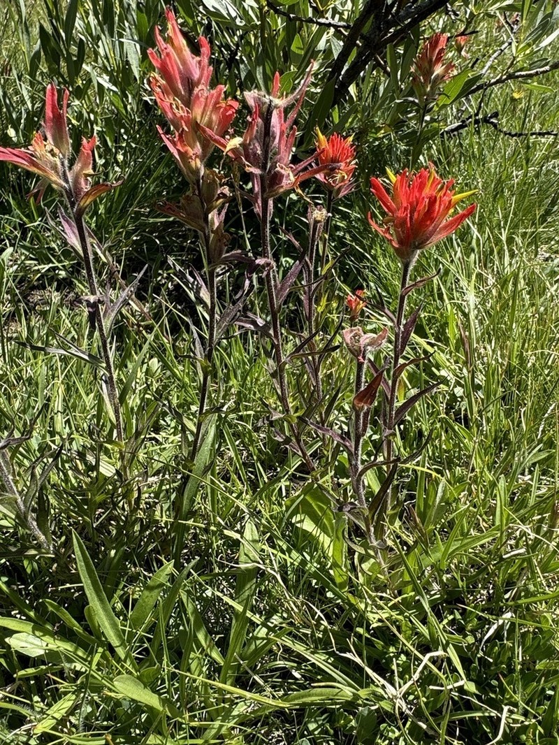 Castilleja peirsonii photo 8