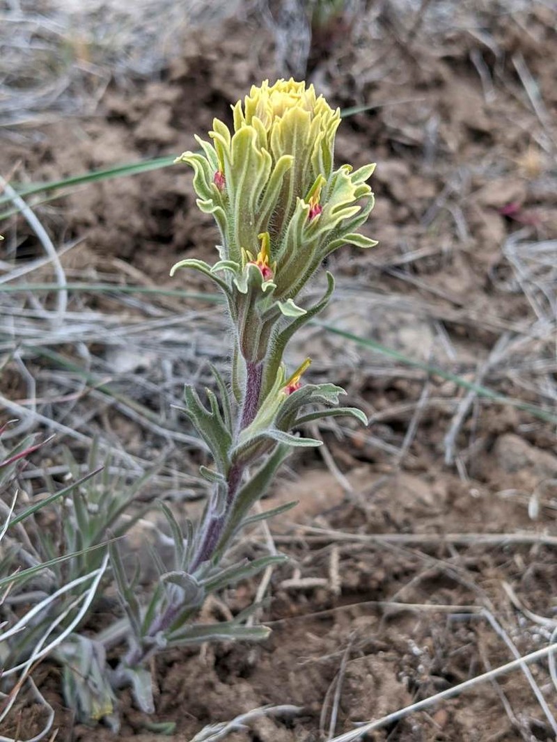 Parrothead Indian Paintbrush