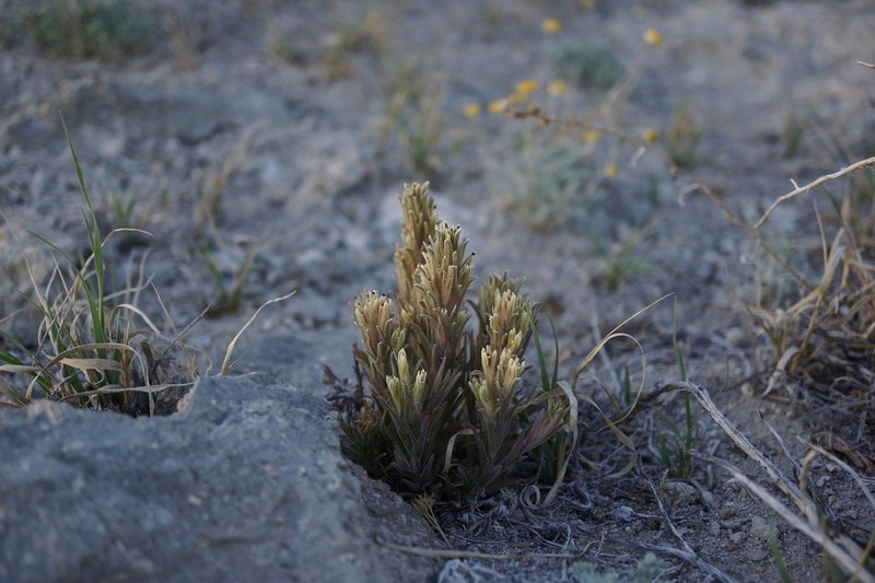 Parrothead Indian Paintbrush photo 2