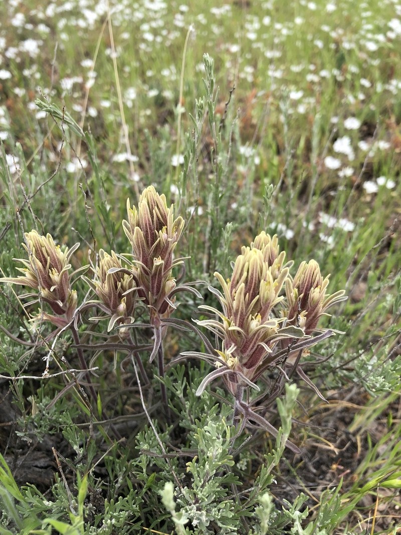 Parrothead Indian Paintbrush photo 3