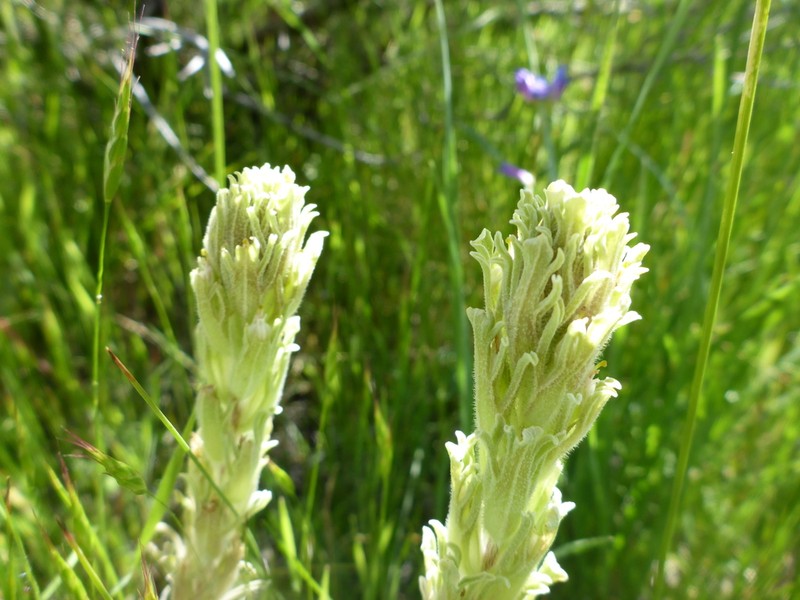 Parrothead Indian Paintbrush photo 4