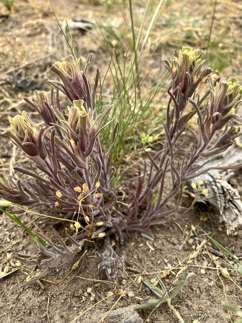 Parrothead Indian Paintbrush photo 5