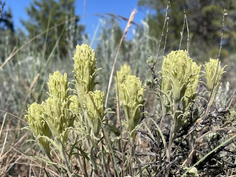Parrothead Indian Paintbrush photo 6