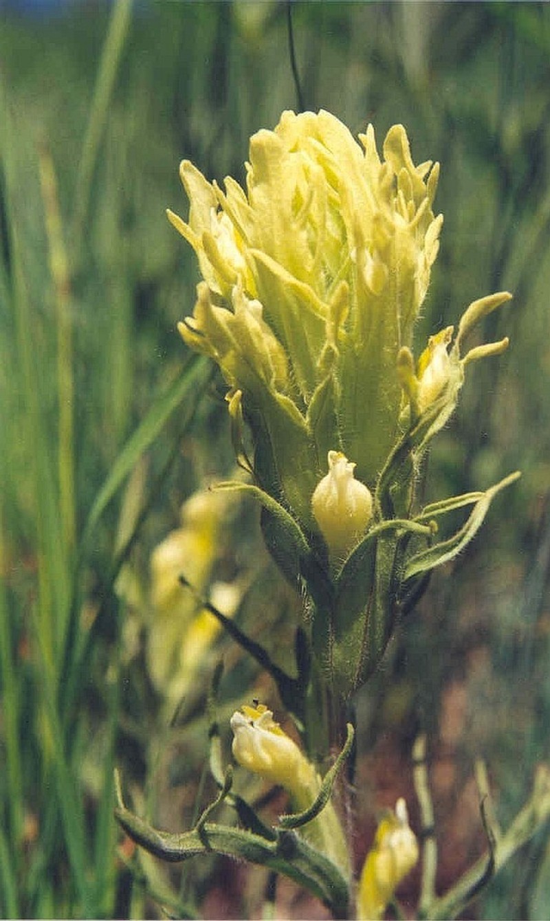 Parrothead Indian Paintbrush photo 7