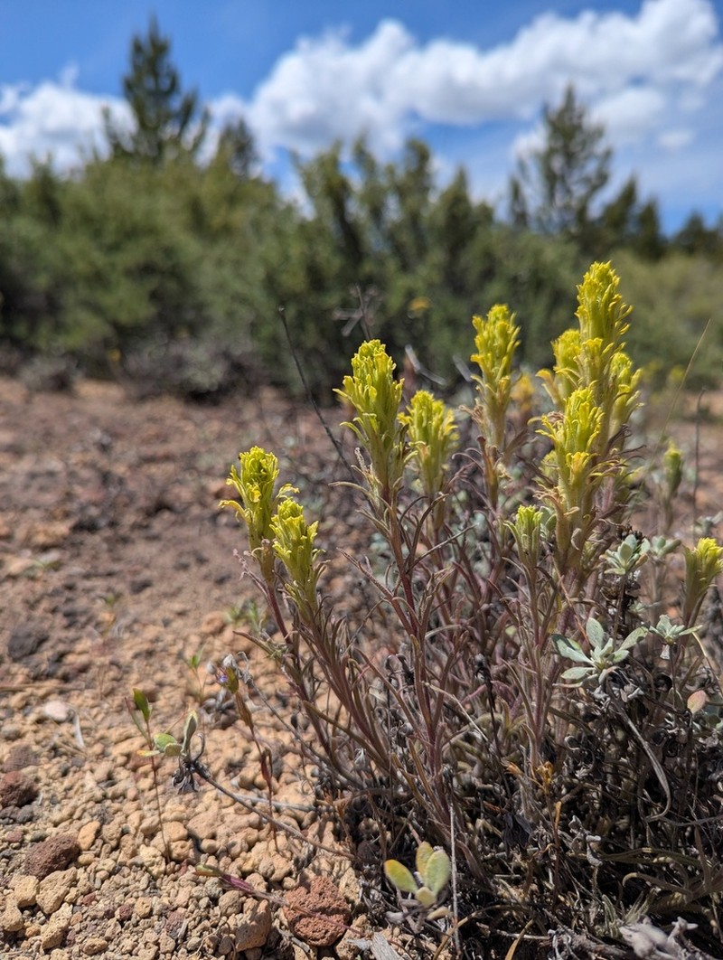 Parrothead Indian Paintbrush photo 8