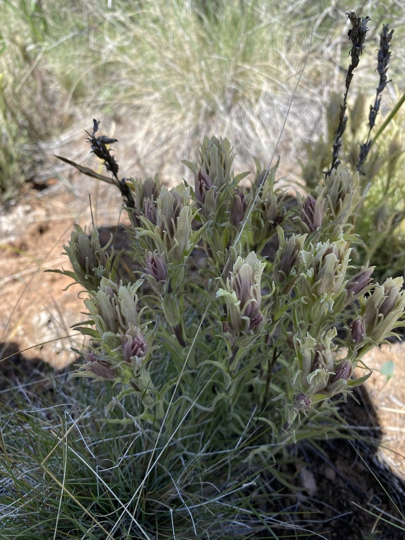 Castilleja pilosa var. longispica
