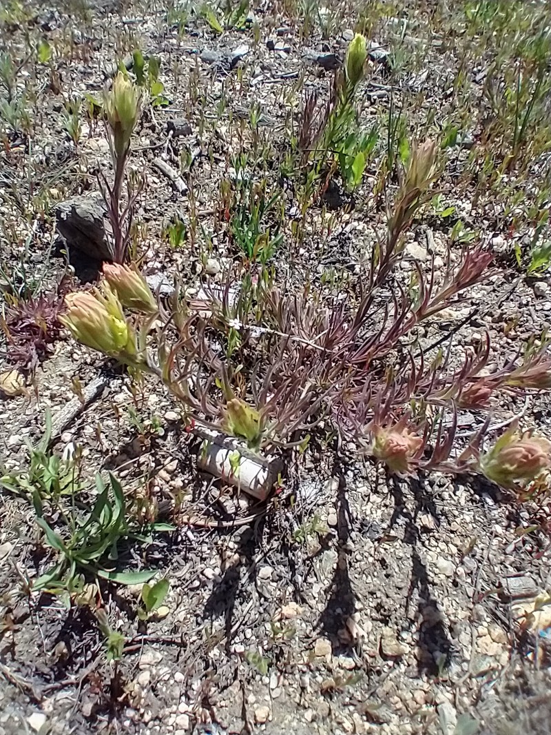 Castilleja pilosa var. longispica photo 2