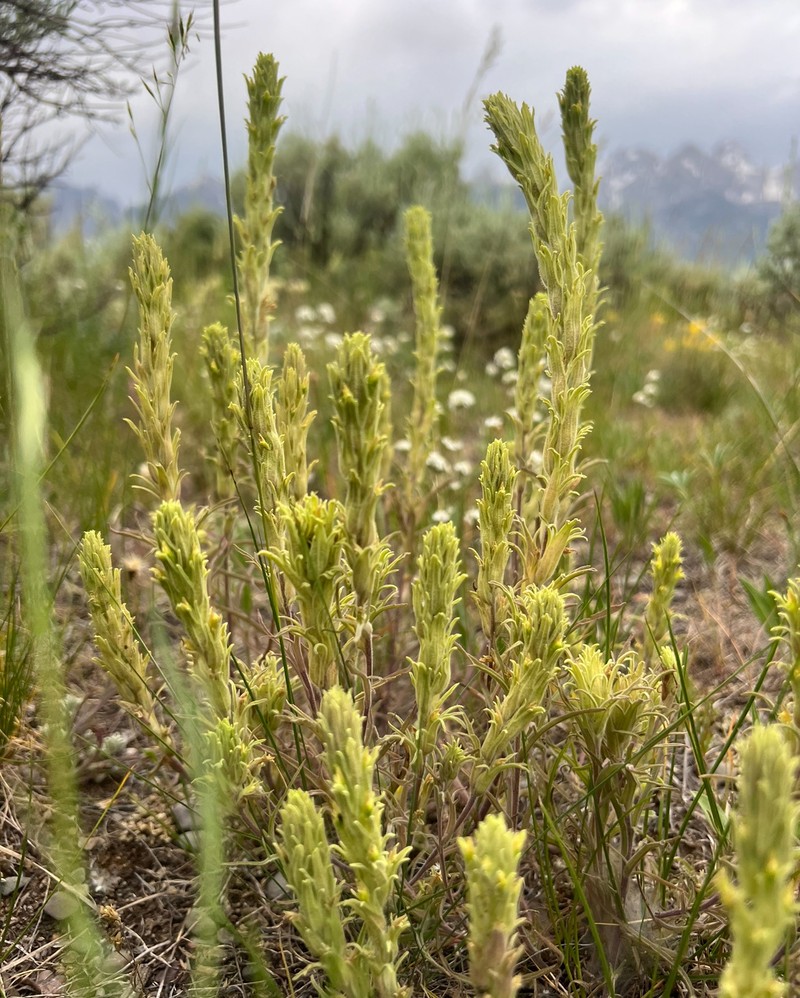 Castilleja pilosa var. longispica photo 3