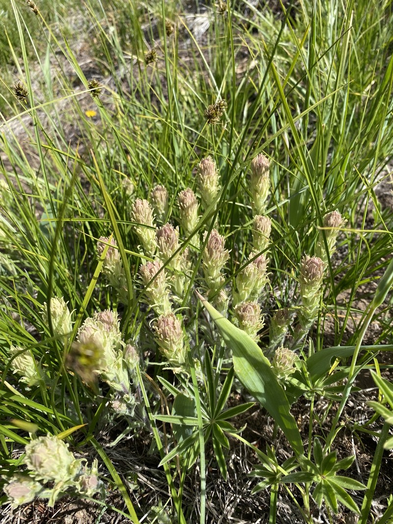 Castilleja pilosa var. longispica photo 4