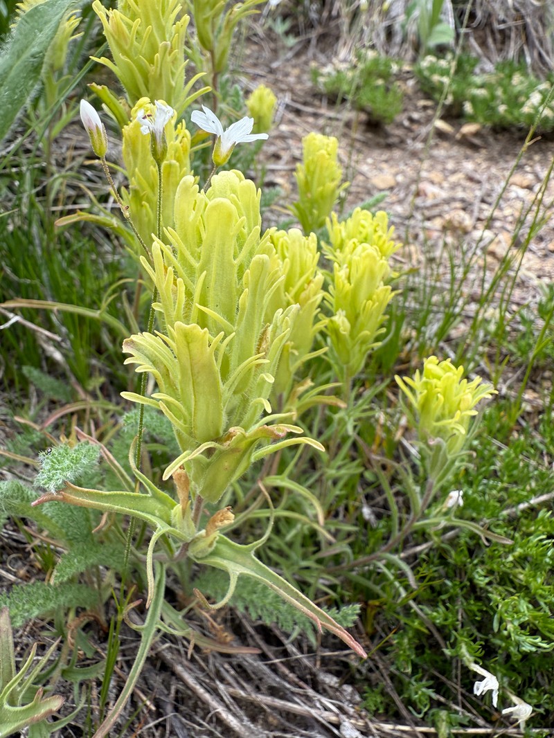 Castilleja pilosa var. longispica photo 5