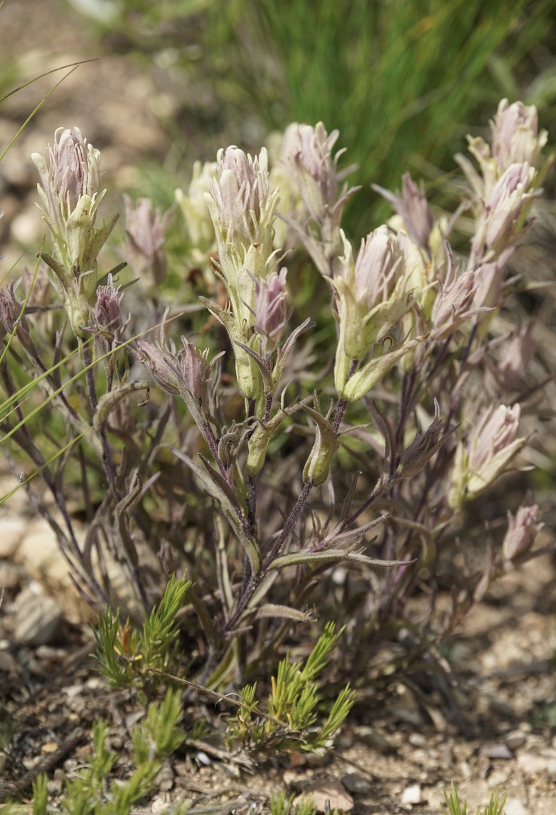 Castilleja pilosa var. longispica photo 6