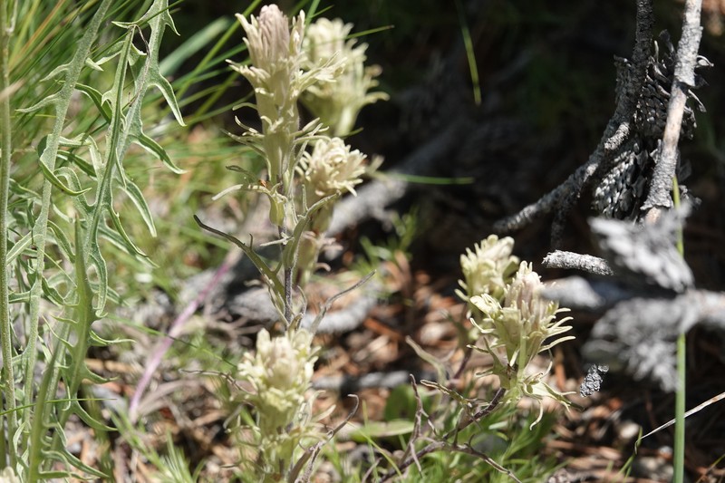 Castilleja pilosa var. longispica photo 7