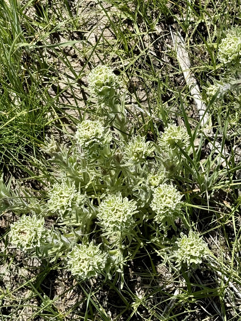 Castilleja pilosa var. pilosa