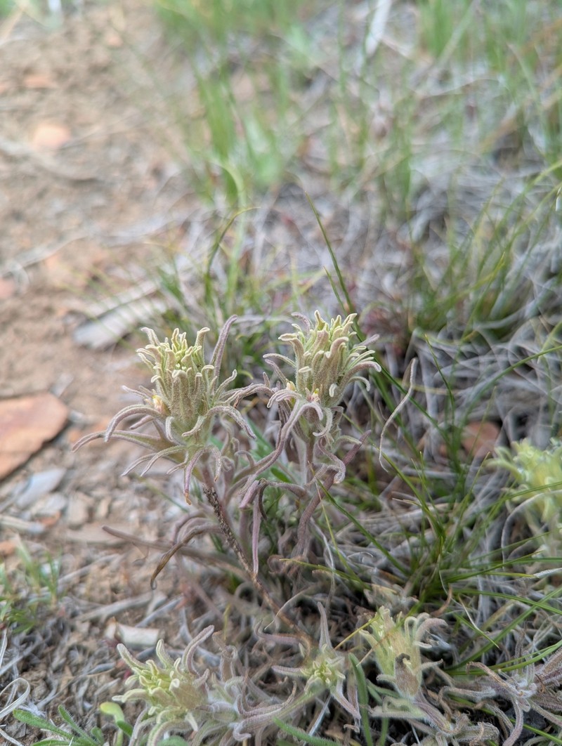 Castilleja pilosa var. pilosa photo 2
