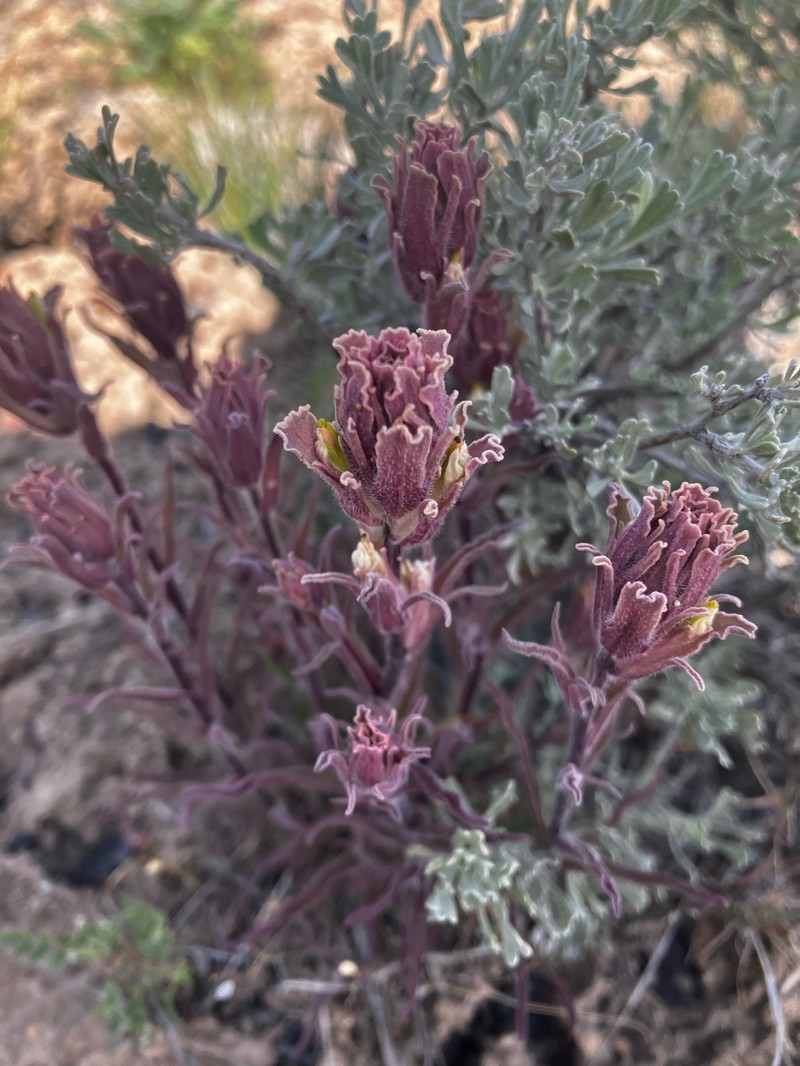 Castilleja pilosa var. pilosa photo 3