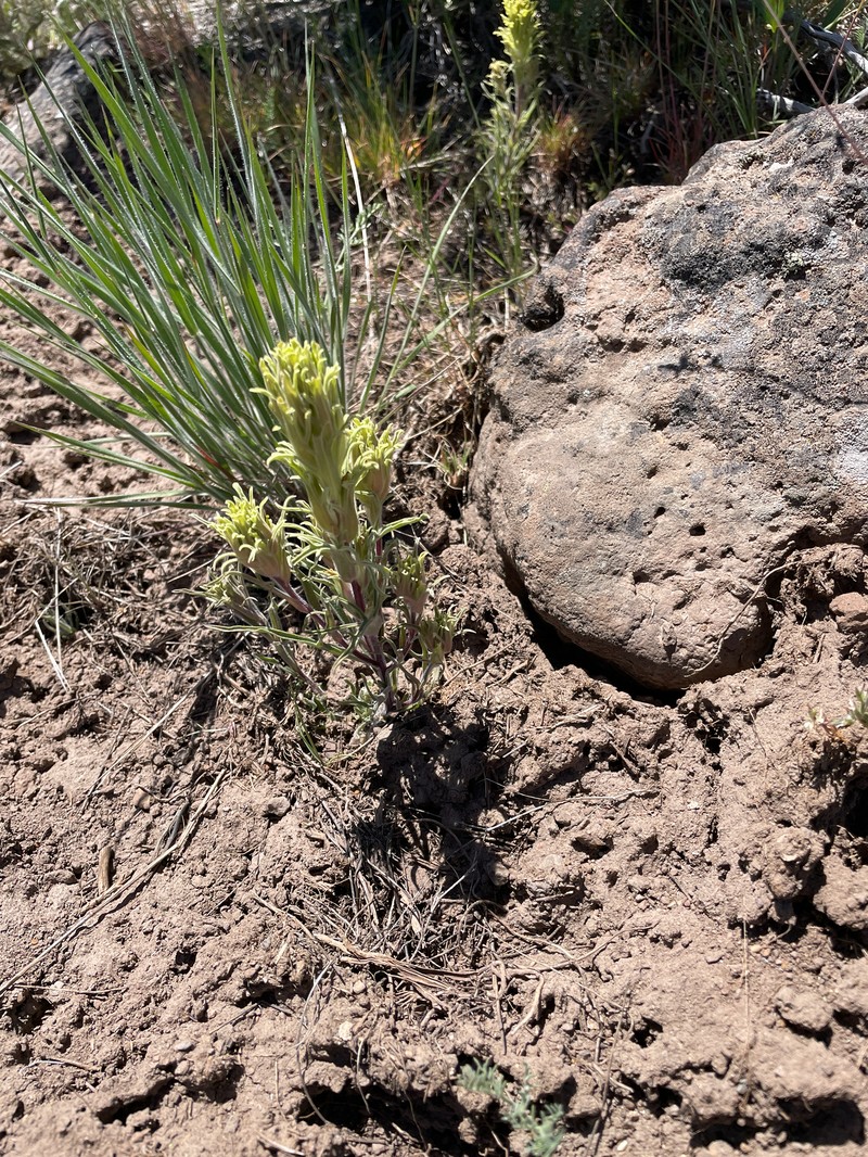 Castilleja pilosa var. pilosa photo 4