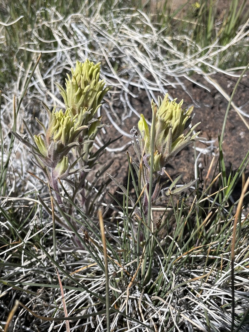 Castilleja pilosa var. pilosa photo 5