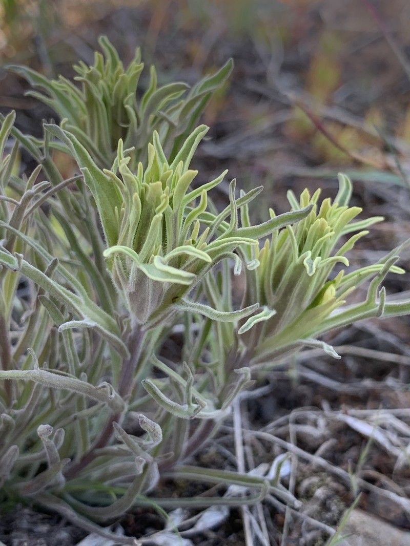 Castilleja pilosa var. pilosa photo 6