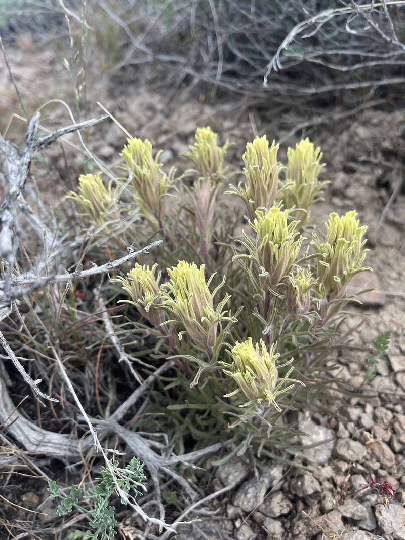 Castilleja pilosa var. pilosa photo 7