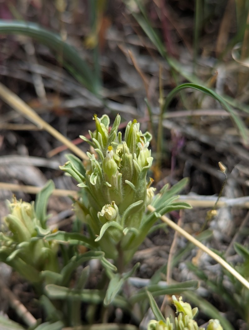 Castilleja pilosa var. steenensis