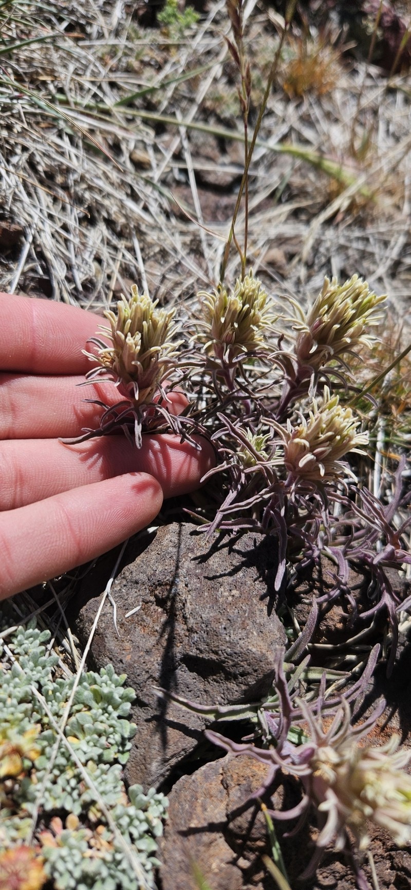 Castilleja pilosa var. steenensis photo 2
