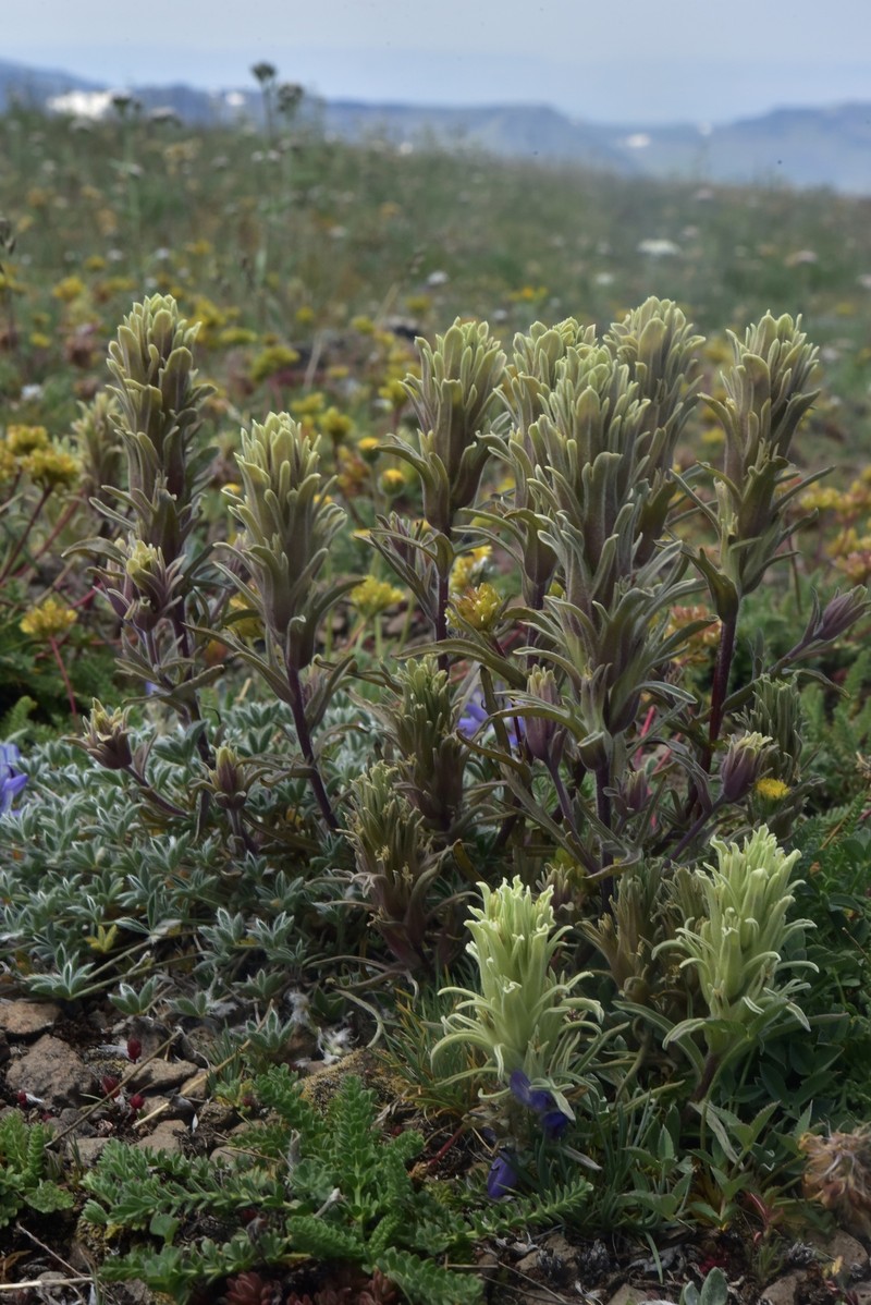 Castilleja pilosa var. steenensis photo 3