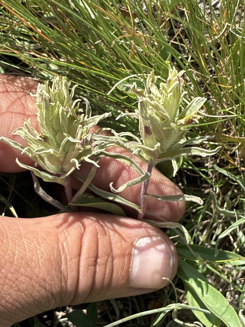 Castilleja pilosa var. steenensis photo 4