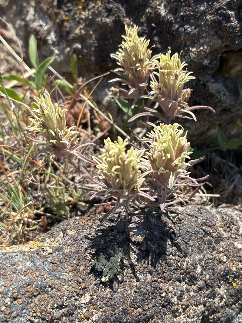 Castilleja pilosa var. steenensis photo 5