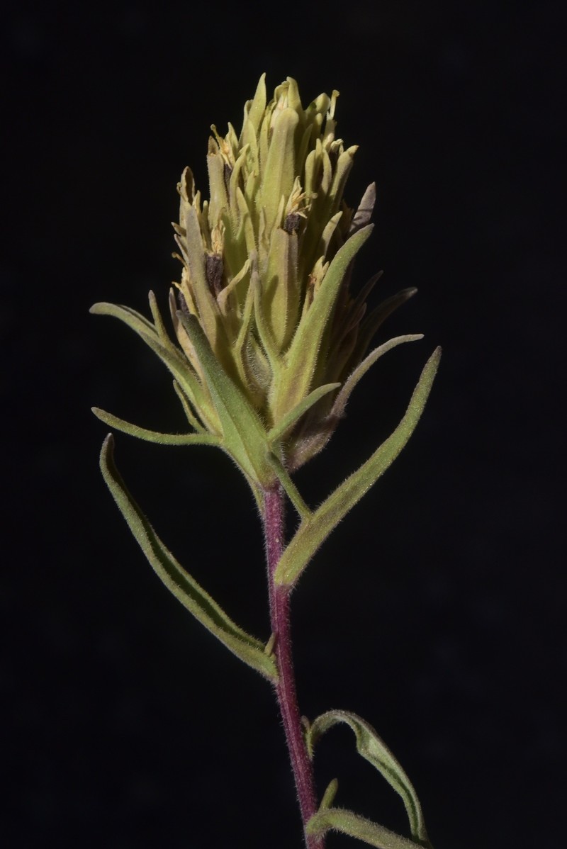 Castilleja pilosa var. steenensis photo 6