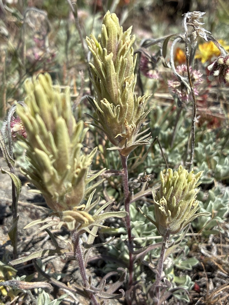 Castilleja pilosa var. steenensis photo 7
