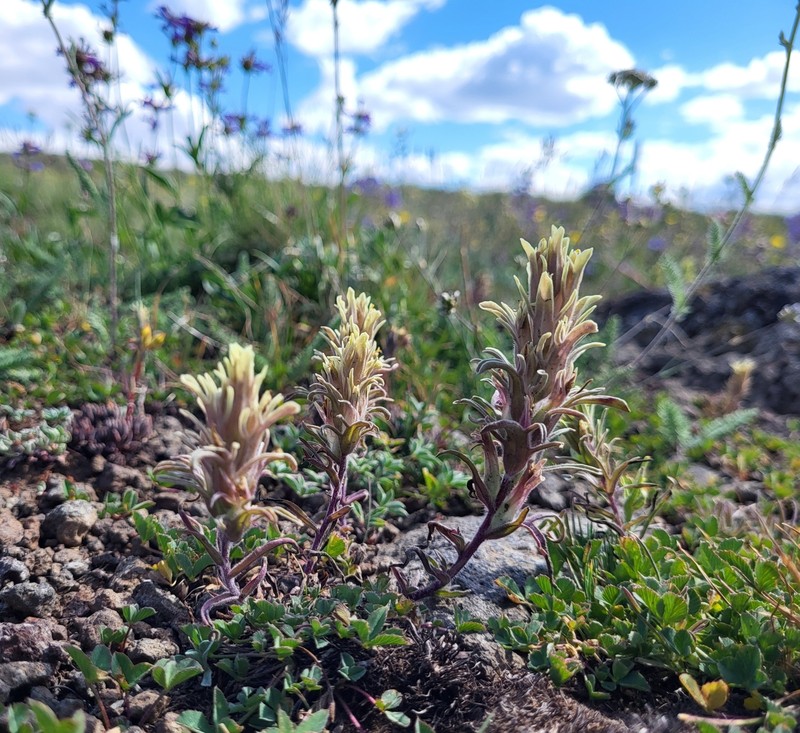 Castilleja pilosa var. steenensis photo 8