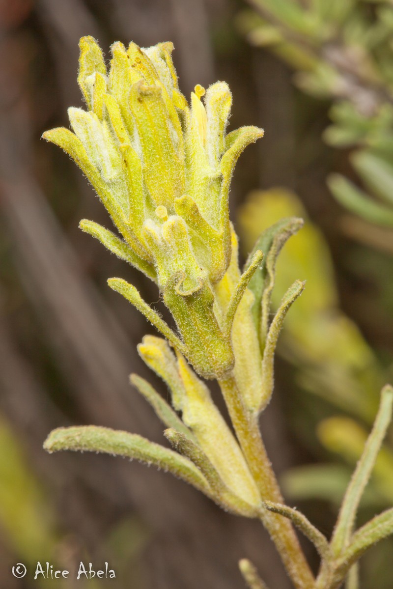 Mojave Indian Paintbrush photo 2