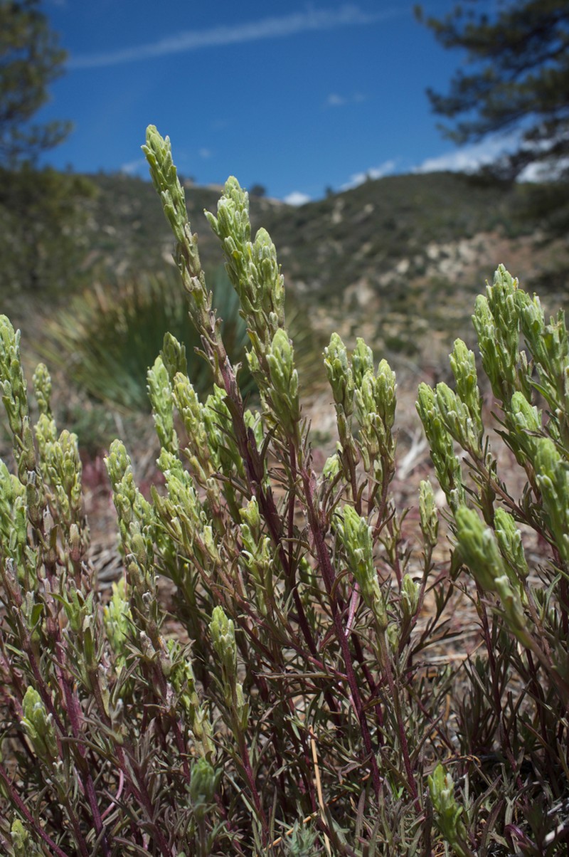 Mojave Indian Paintbrush photo 4