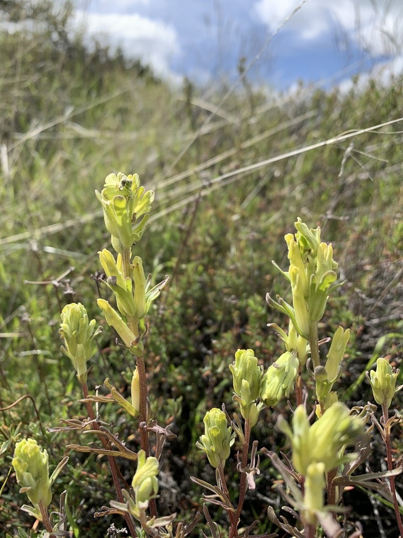 Mojave Indian Paintbrush photo 6
