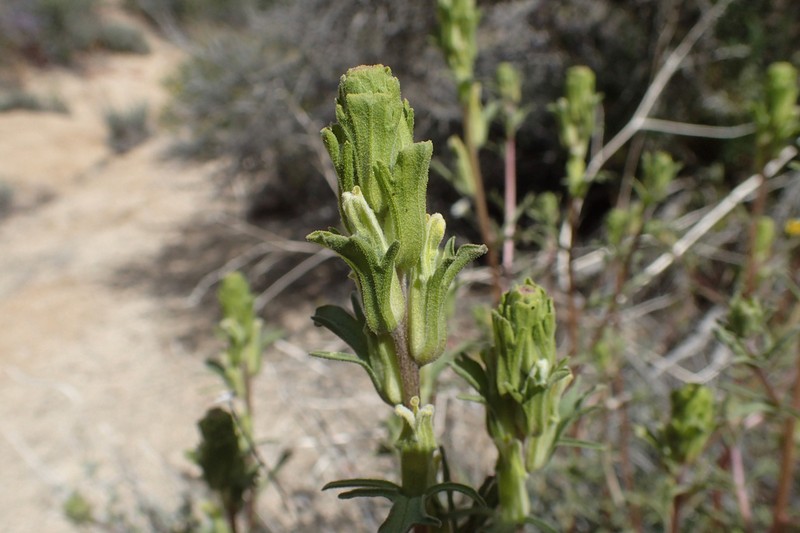 Mojave Indian Paintbrush photo 7