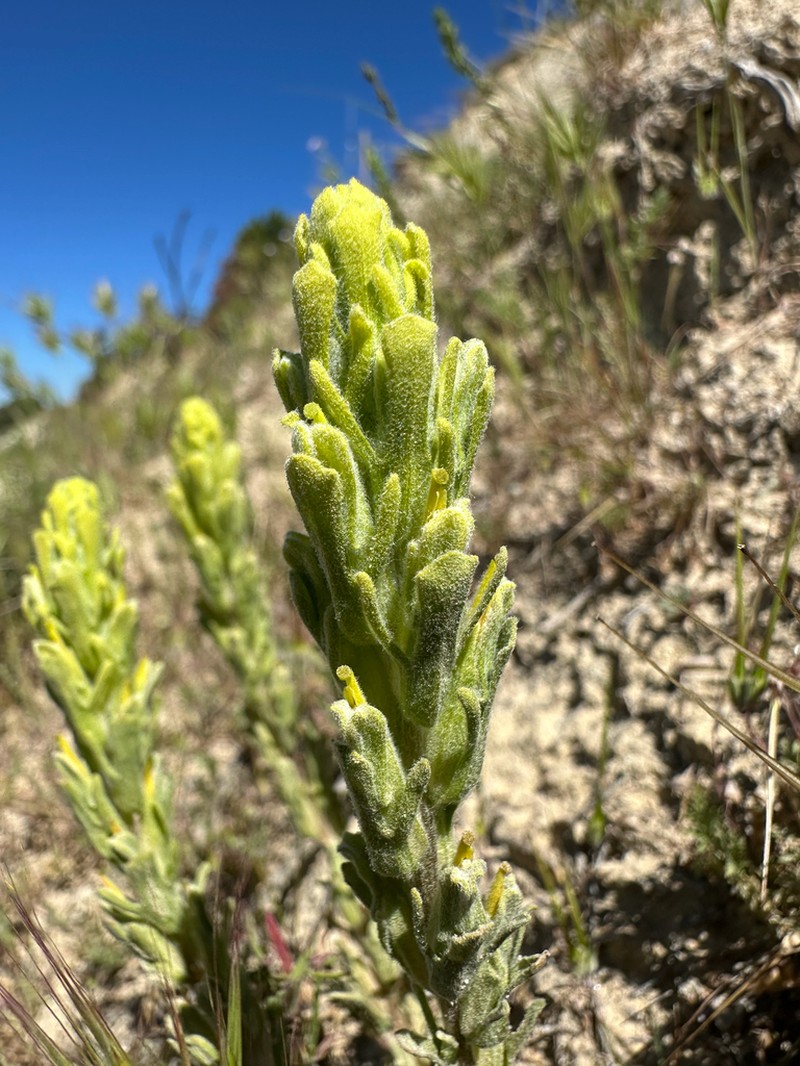Mojave Indian Paintbrush photo 8