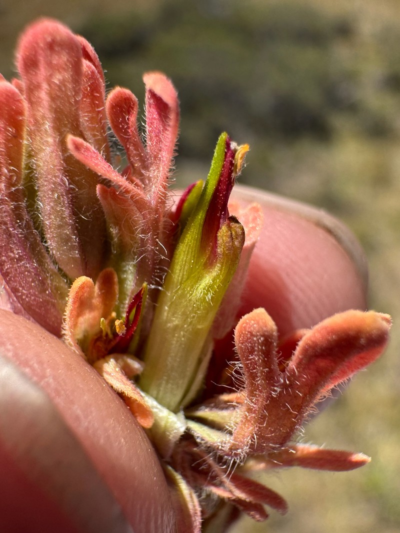 Salmon Creek Indian Paintbrush