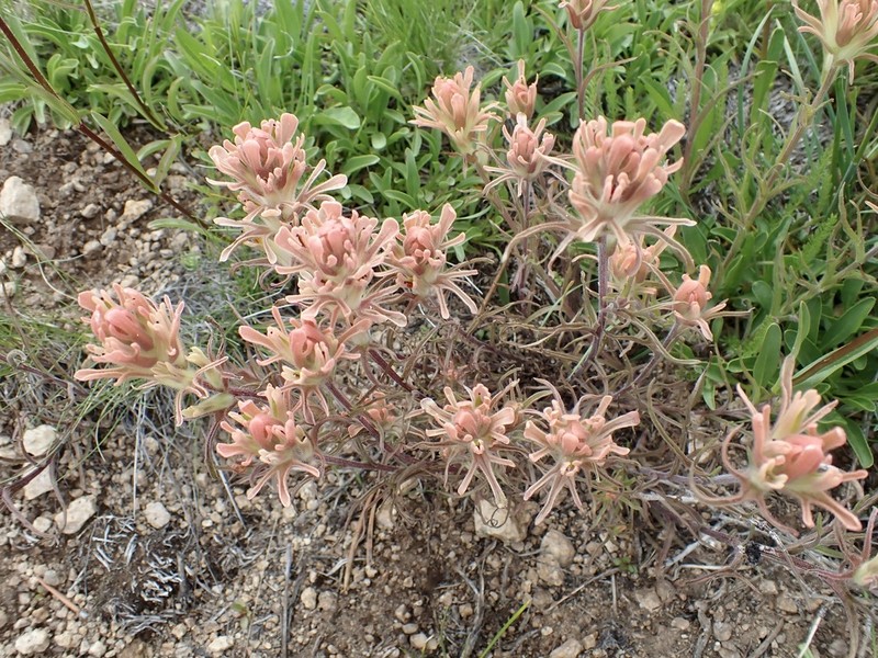 Salmon Creek Indian Paintbrush photo 2