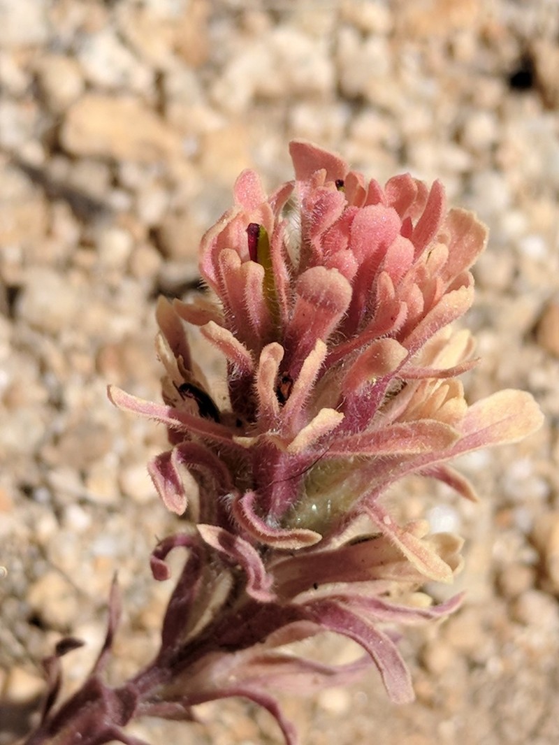 Salmon Creek Indian Paintbrush photo 3